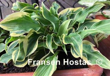 Hosta Wrinkle in Time