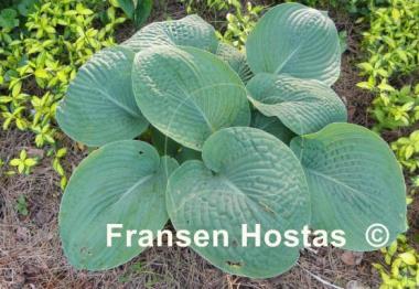 Hosta Wrinkles and Crinkles