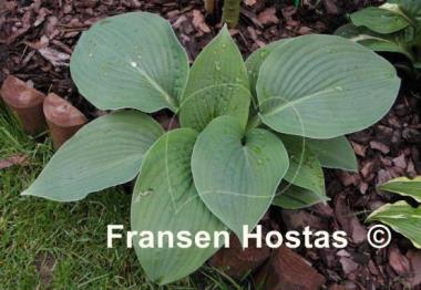 Hosta Wrinkles and Crinkles