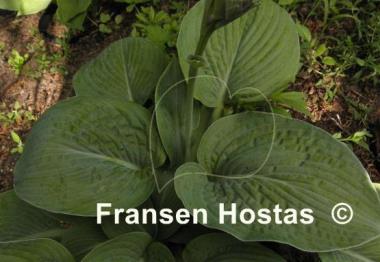 Hosta Wrinkles and Crinkles