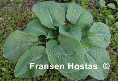 Hosta Wrinkles and Crinkles