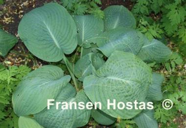 Hosta Wrinkles and Crinkles