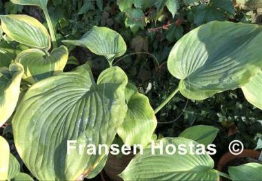 Hosta Wu Hoo
