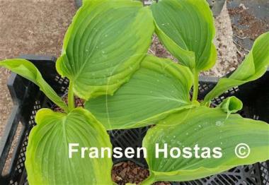 Hosta Wu Hoo