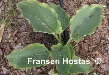 Hosta Wu-La-La