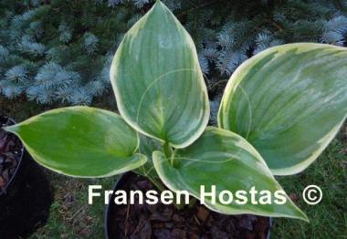Hosta Wu-La-La