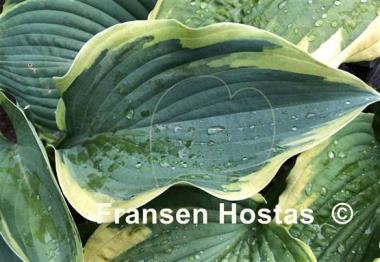 Hosta Wu-La-La