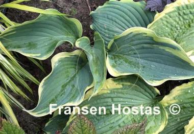 Hosta Wu-La-La