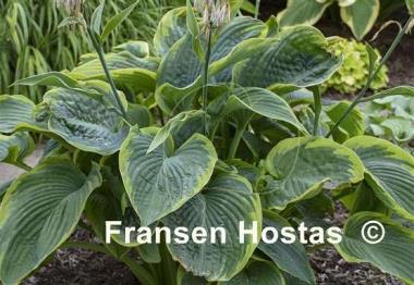 Hosta Wu-La-La