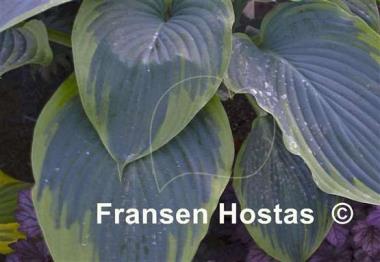 Hosta Wu-La-La