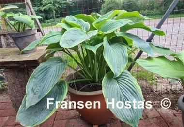 Hosta Wunderbar 