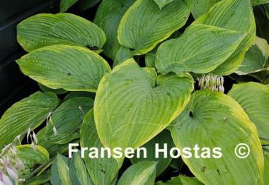 Hosta Wunderbar