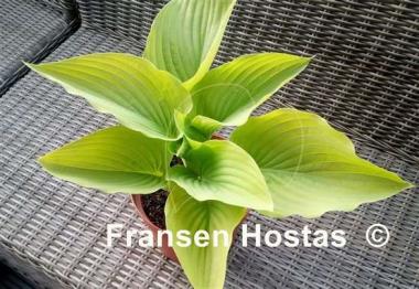 Hosta Wundergold
