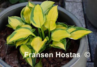 Hosta Wylde Green Cream
