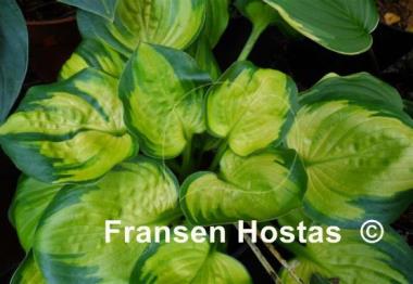 Hosta Wylde Green Cream