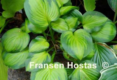 Hosta Wylde Green Cream