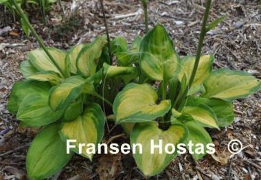 Hosta Wylde Green Cream