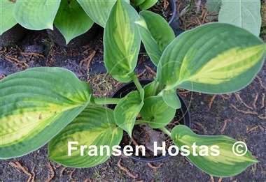 Hosta X-cellent
