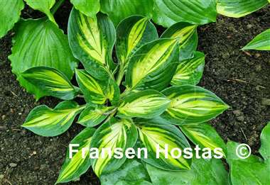 Hosta X-cellent