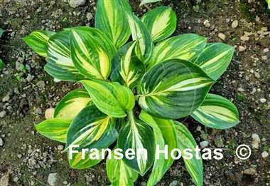 Hosta X-cellent