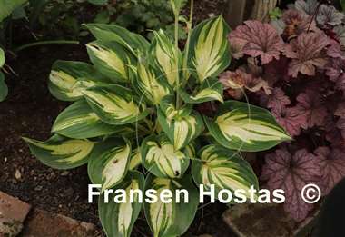 Hosta X-cellent