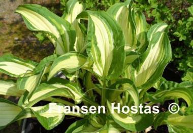 Hosta X-Ray