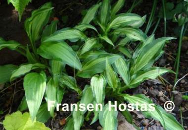 Hosta X-Ray