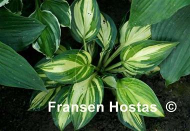 Hosta X-cellent