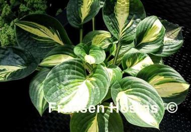 Hosta X-cellent