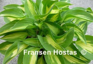 Hosta Xanadu