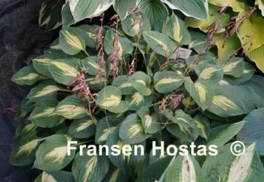 Hosta Xanadu