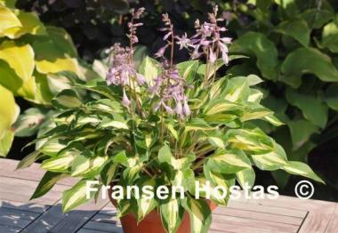 Hosta Xanadu