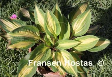 Hosta Xanadu