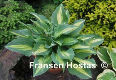 Hosta Xanadu