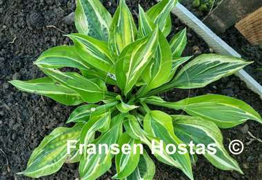 Hosta Yap Yum