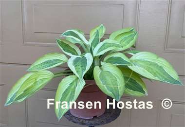 Hosta Yellow Polka Dot Bikini