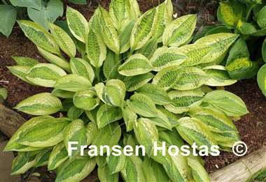 Hosta Yellow Polka Dot Bikini