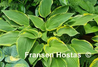 Hosta Yellow River