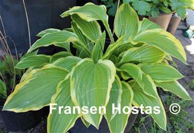 Hosta Yellow Splash Rim