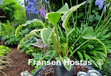 Hosta Yellow Splash Rim
