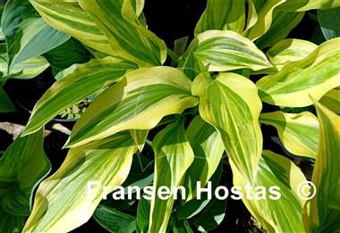 Hosta Yellow Splash