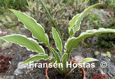 Hosta Yippee