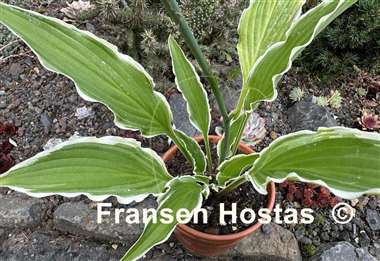 Hosta Yippee