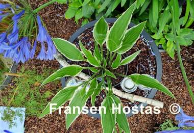 Hosta Yippee