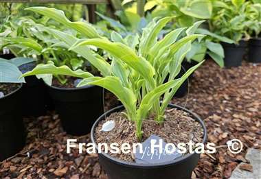 Hosta Yippee
