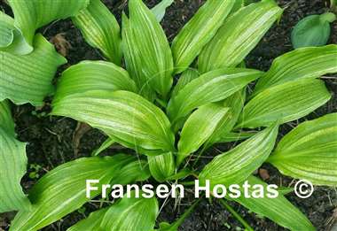 Hosta Yoshinogawa