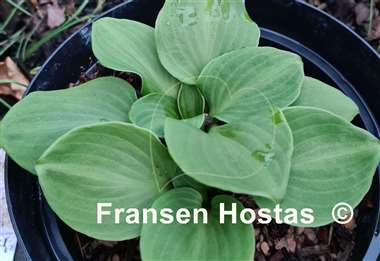 Hosta You're So Vein