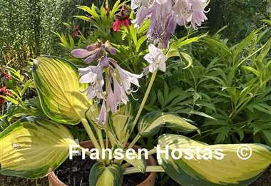 Hosta Yuuyakee