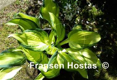 Hosta Yuuyakee