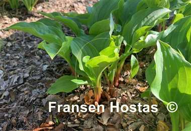 Hosta yingeri